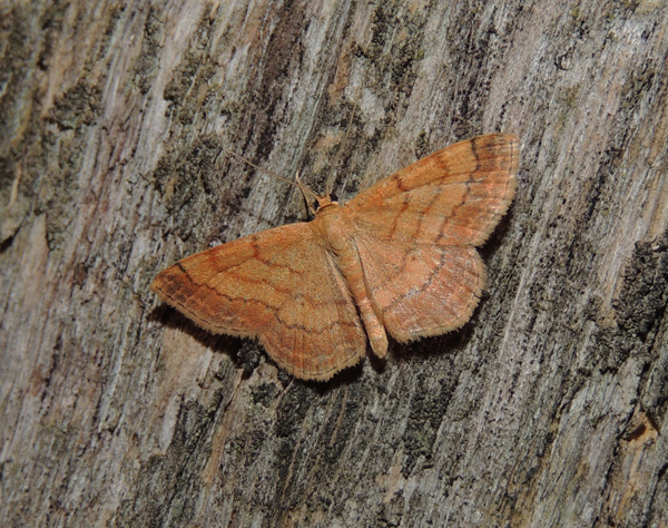 Idaea ochrata Geometridae